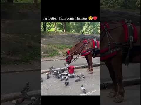 The Horse’s Amazing Gesture: A Feast for the Birds!