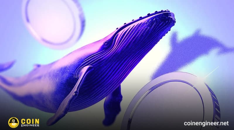 Whales Are Active in the Market: Which Altcoins Are They Buying?