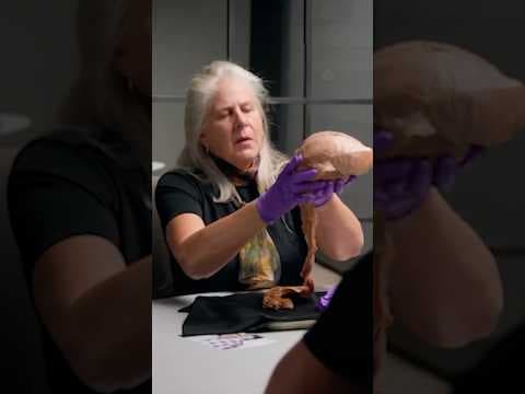 Mind-Blowing LIVE Human Brain Reveal! 😱🧠💀