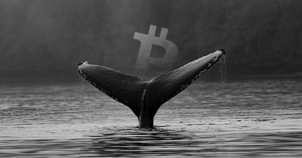 What does mean movements of whales? Is it sign for a Bull Run?