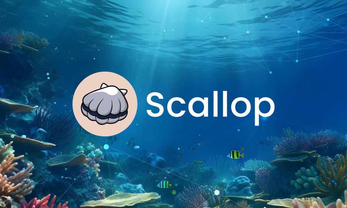 scallop
